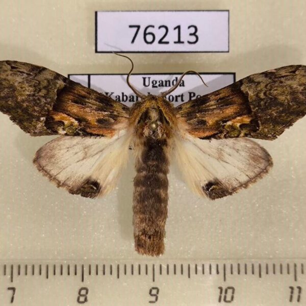 Notodontiidae Stemmatophalera synceros Uganda