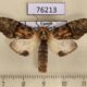 76213p Notodontiidae Stemmatophalera synceros Uganda $8