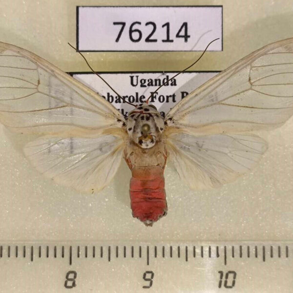Arctiidae Amerila niveivitrea f Uganda