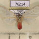 76214p Arctiidae Amerila niveivitrea f Uganda $13