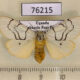 76215p Arctiidae Spilosoma curvilinea f Uganda $18