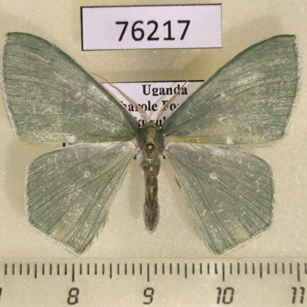 Geometridae Prasinocyma permagna Uganda