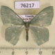 76217p Geometridae Prasinocyma permagna Uganda $7
