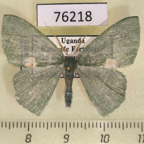 Geometridae Prasinocyma rubrimacula Uganda