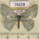 76218p Geometridae Prasinocyma rubrimacula Uganda $6