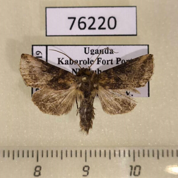 Noctuidae Abrostola pulverea Uganda
