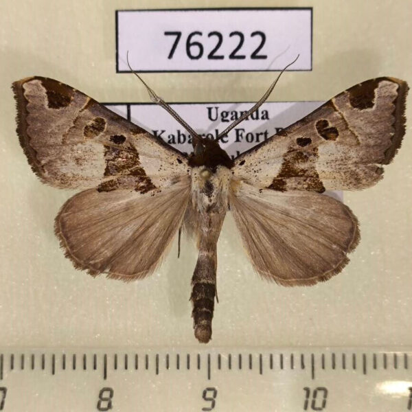 Noctuidae Marcipa argyrosema Uganda