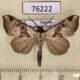 76222p Noctuidae Marcipa argyrosema Uganda $6