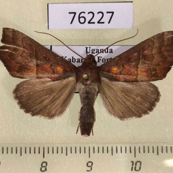 Noctuidae Anomis sp. Uganda