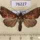 76227p Noctuidae Anomis sp. Uganda $4