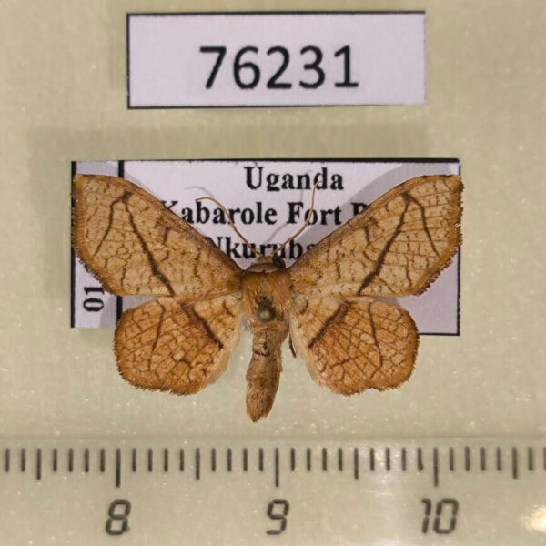 Thyrididae Striglina ferula Uganda