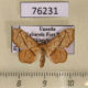 76231p Thyrididae Striglina ferula Uganda $7