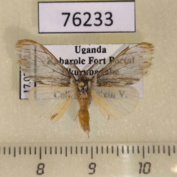 Lymantridae Rhypopteryx sp. Uganda