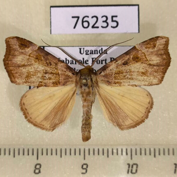 Noctuidae Marcipa vuattouxi Uganda