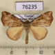 76235p Noctuidae Marcipa vuattouxi Uganda $8