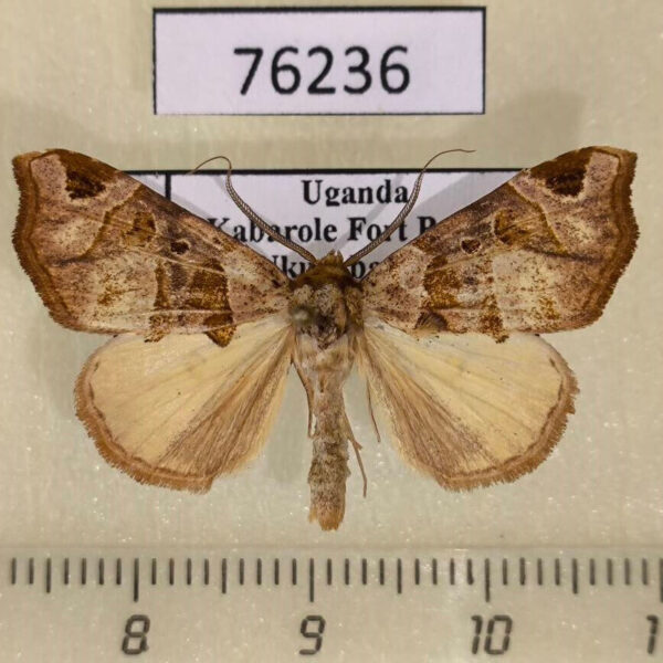 Noctuidae Marcipa vuattouxi Uganda
