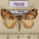 76236p Noctuidae Marcipa vuattouxi Uganda $9