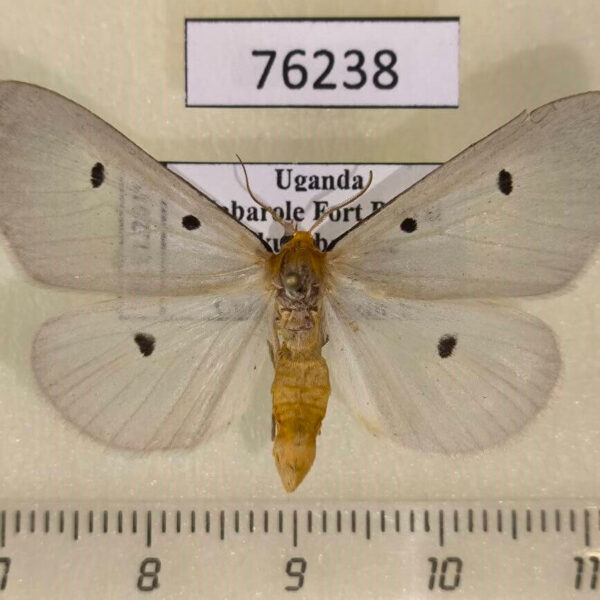 Noctuidae Soloe sp. trigutta Uganda