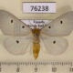 76238p Noctuidae Soloe sp. trigutta Uganda $12