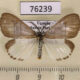 76239p Arctiidae Xylecata rattrayi Uganda $9