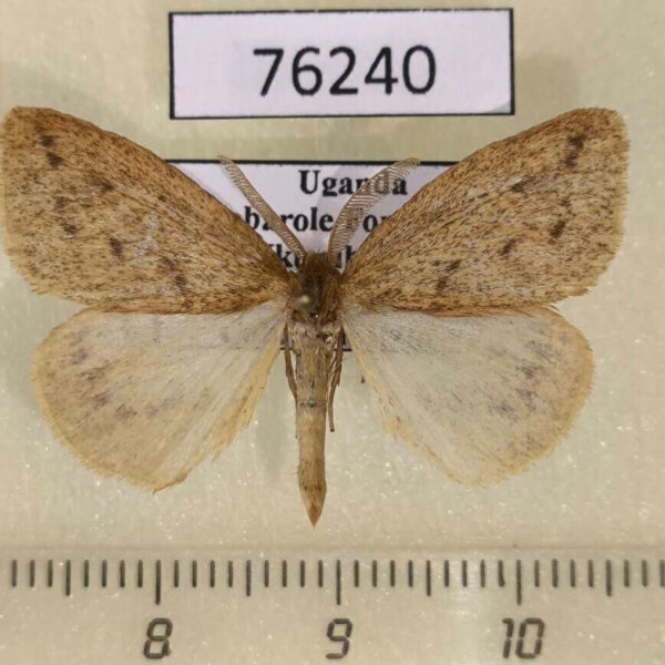 Lymantridae Laelia sp. Uganda