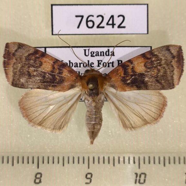 Noctuidae Maurilia arcuata f Uganda