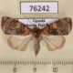 76242p Noctuidae Maurilia arcuata f Uganda $10