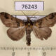 76243p Noctuidae Ziela collenettei Uganda $5