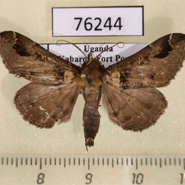 Noctuidae Ziela collenettei Uganda