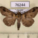 76244p Noctuidae Ziela collenettei Uganda $4