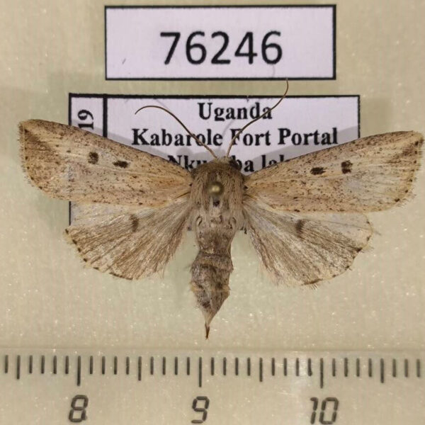 Noctuidae Mythimna evoei f Uganda