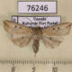 76246p Noctuidae Mythimna evoei f Uganda $8