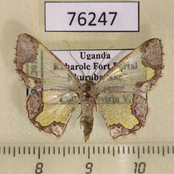 Geometridae Zamarada melpomene f Uganda