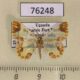 76248p Geometridae Zamarada longidens Uganda $14