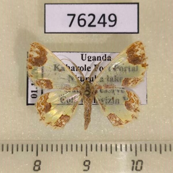 Geometridae Zamarada longidens Uganda