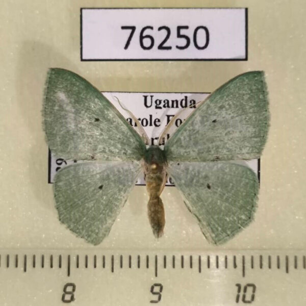 Geometridae Prasinocyma centralis Uganda