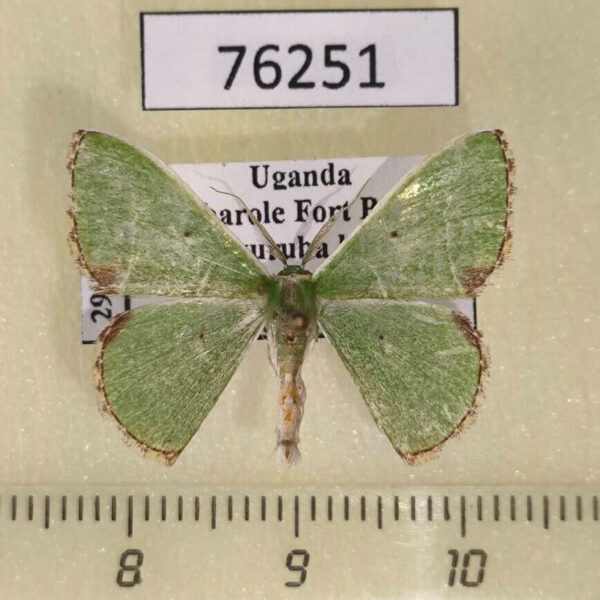 Geometridae Comibaena esmeralda Uganda