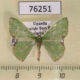 76251p Geometridae Comibaena esmeralda Uganda $5