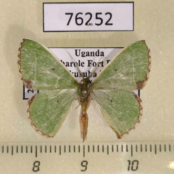 Geometridae Comibaena esmeralda Uganda