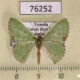76252p Geometridae Comibaena esmeralda Uganda $5
