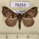 76253p Noctuidae Marcipa pammicta Uganda $8