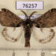 76257p Lymantridae Dasychira lulua Uganda $6