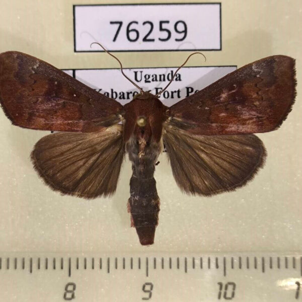 Noctuidae Anomis sp. Uganda