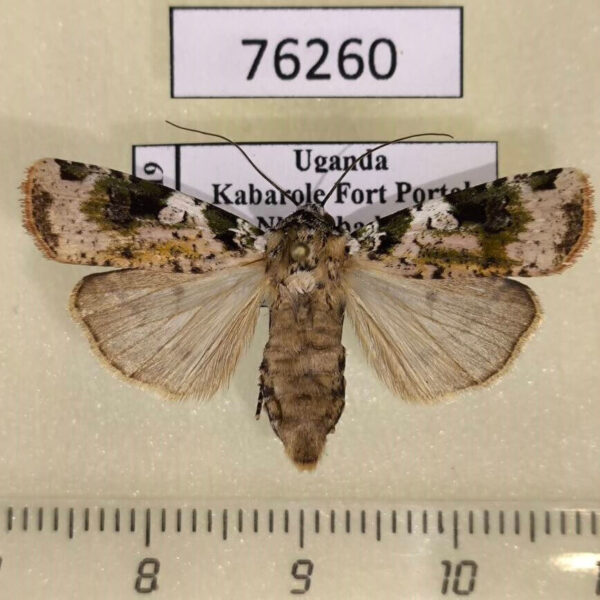 Noctuidae Mentaxya basilewskyi f Uganda