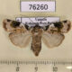 76260p Noctuidae Mentaxya basilewskyi f Uganda $8