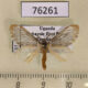 76261p Lymantridae Rhypopteryx sp. Uganda $8