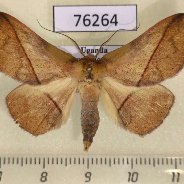 Noctuidae Ugia egcarsia Uganda