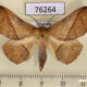 76264p Noctuidae Ugia egcarsia Uganda $10