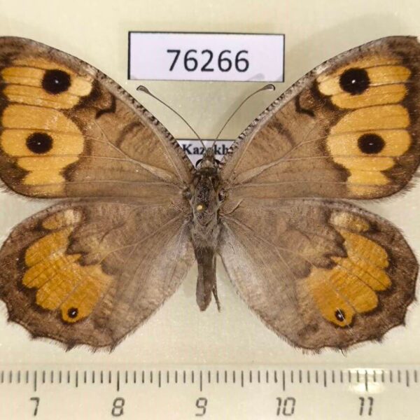 Satyridae Pseudochazara hippolyte mercurius f Kazakhstan