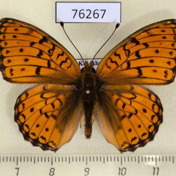 Nymphalidae Argynnis niobe orientalis Kazakhstan